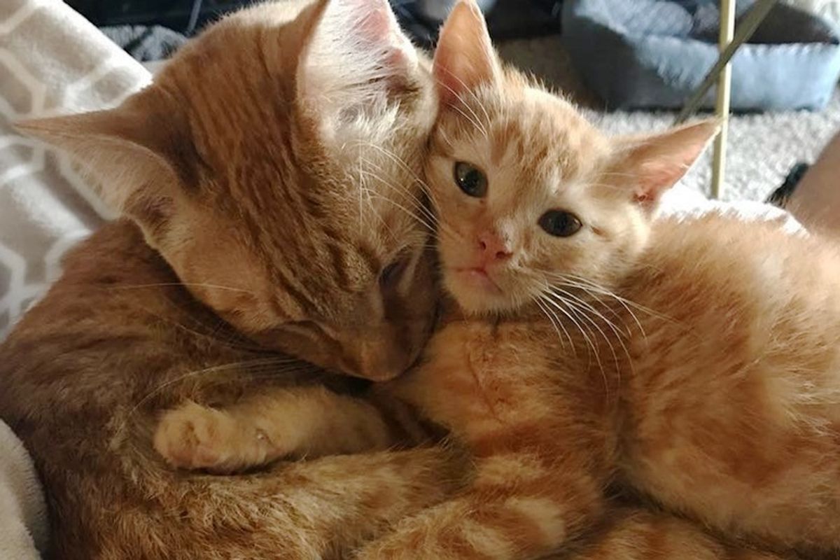 4 Kittens Needed Love, a Male Cat Stepped Up to Be Their Surrogate Dad
