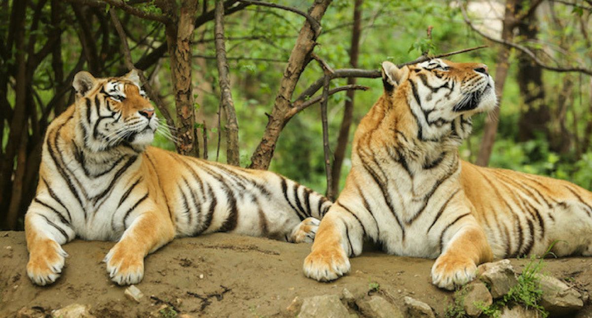 Rescued Ex-Circus Tigers Find Their 'Forever Home' At A UK Zoo ❤️