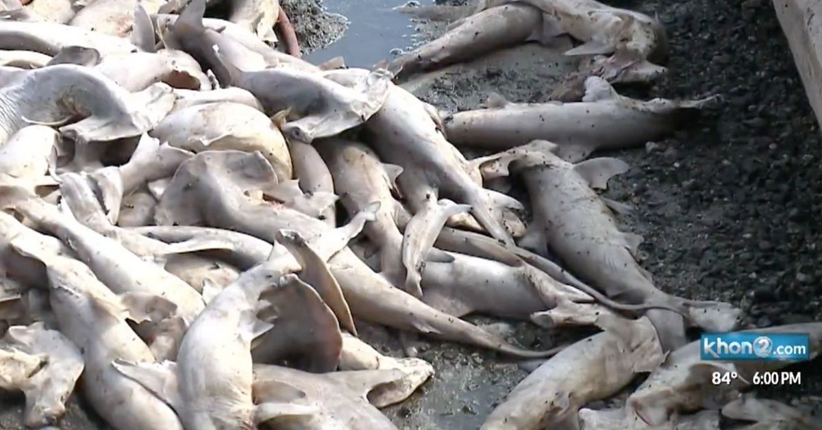 What Caused The Mysterious Death Of 100 Baby Hammerhead Shark 'Pups' Near Hawaii Lagoon?