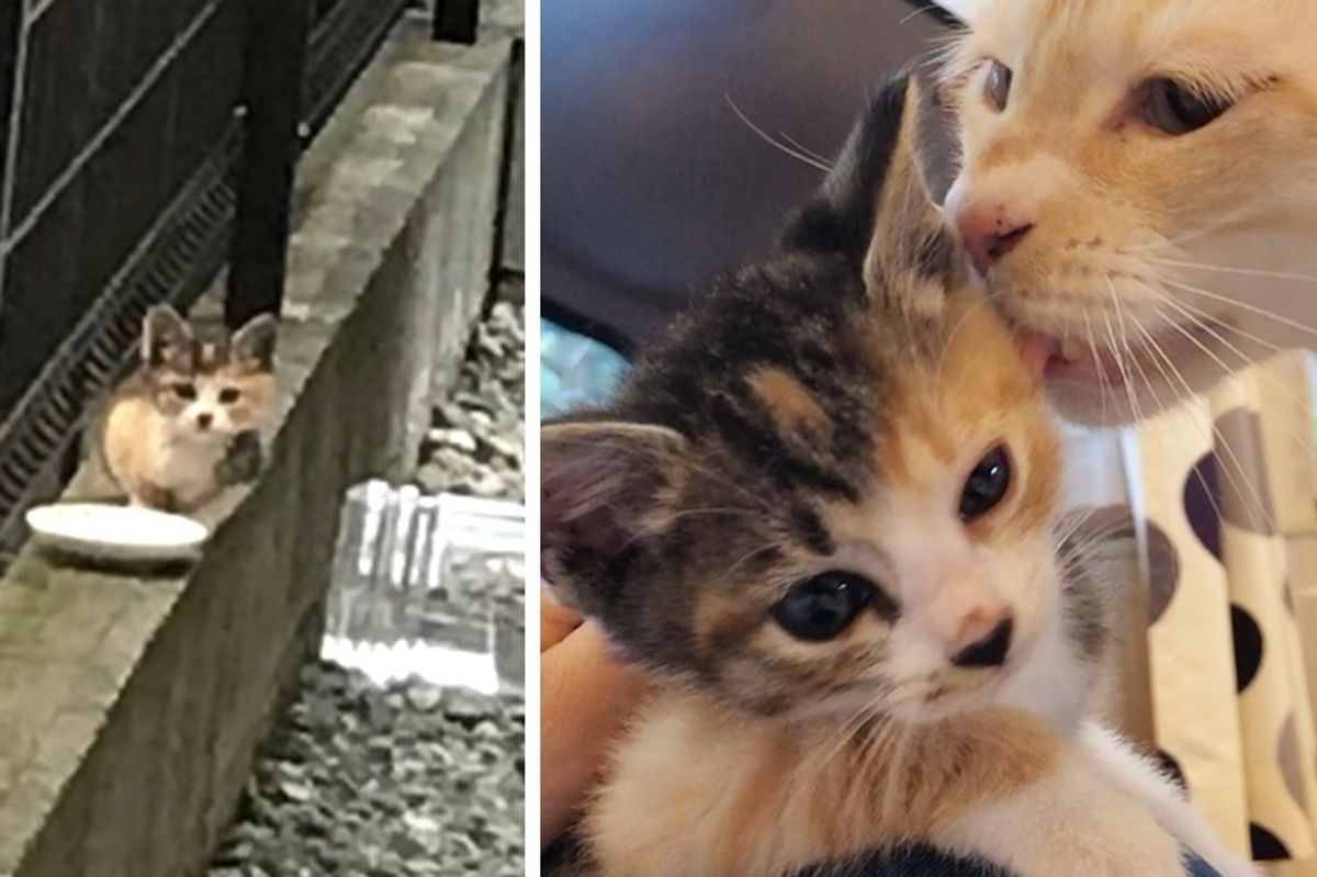 Stray Kitten Found Without a Mom Finds Love in 5 Other Cats at Foster Home