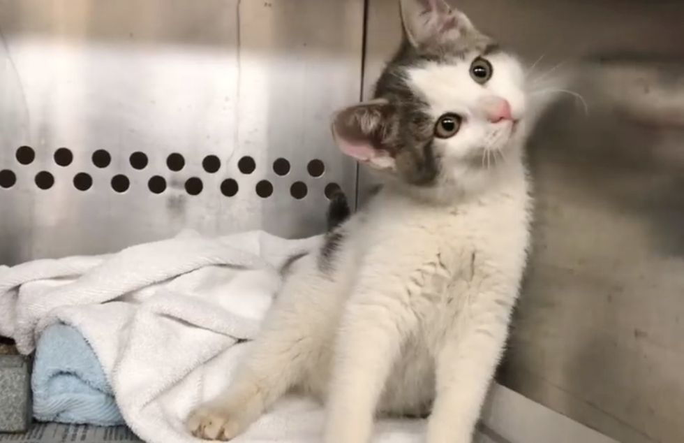 Wobbly Shelter Kitten Uses Cutest Way To Find His Forever Home Love Meow 4587