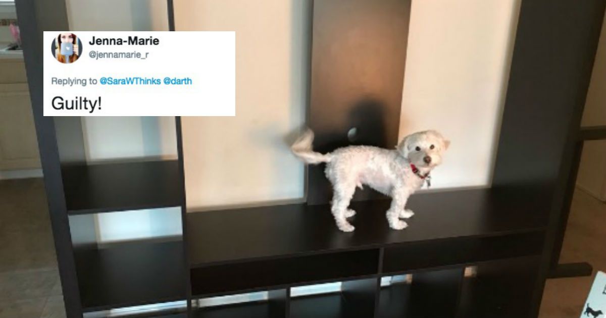 People Who Use Their Pets To Show The Scale Of Something Are Uniting On Twitter With Adorable Photos