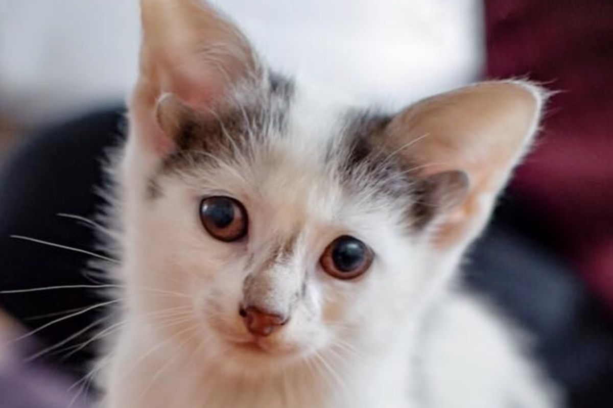 Kitten With 2 Extra Ears Born in Shelter the Same Day They Rescued His Mom