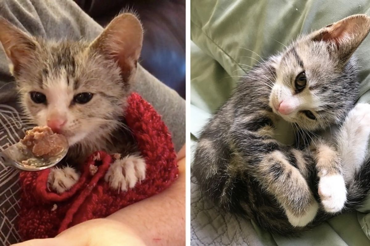 Couple Found Kitten Darting In Front of Cars and Rushed to Save Him