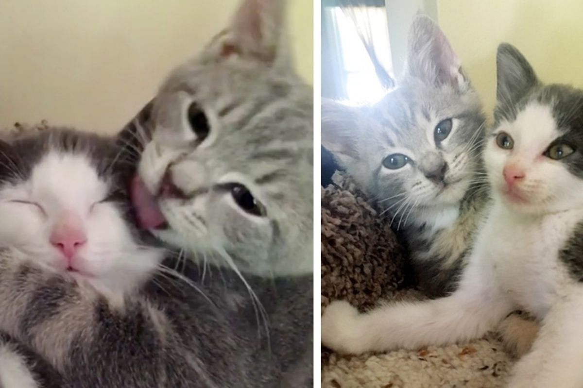 Kitten Who Lost His Siblings, Finds New Brother to Cuddle - They Won't Leave Each Other's Side
