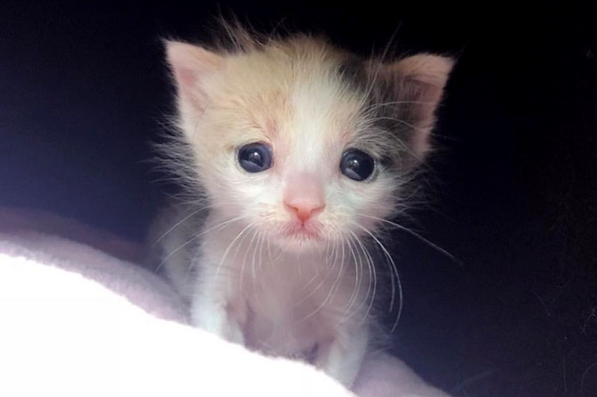 Orphaned Kitten Found Alone on Street Clings to Her Foster Mom When She Takes Her in