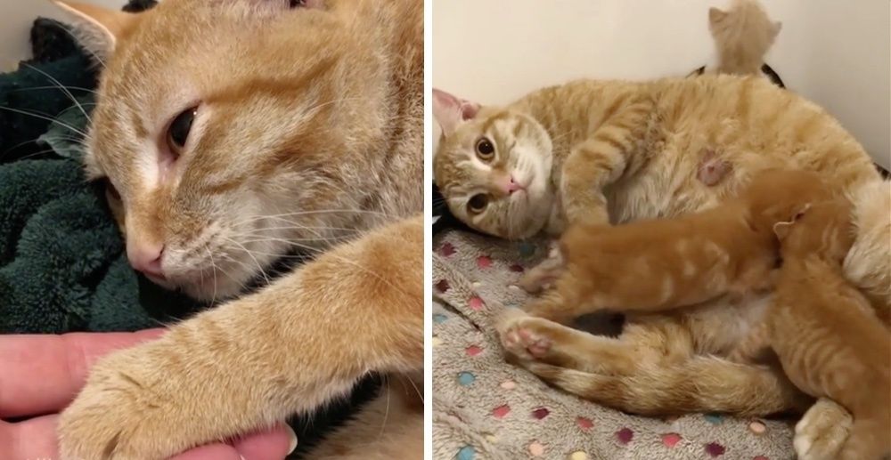 Cat Dropped Off to Be Euthanized But the Vet Refused and Helped Reunite