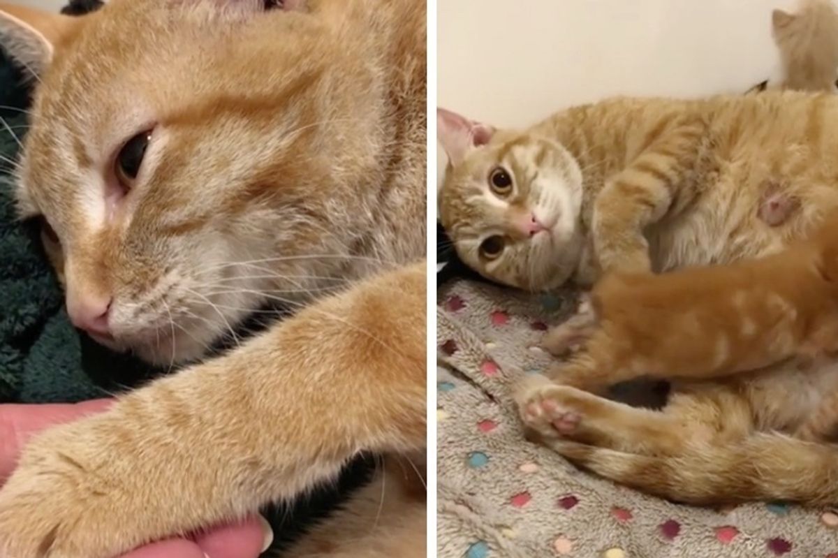 Cat Dropped Off to Be Euthanized But the Vet Refused and Helped Reunite Her with Her Kittens