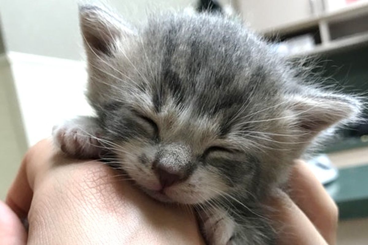 Kitten Found in a Bush Holds onto Woman's Hand and Won't Let Go