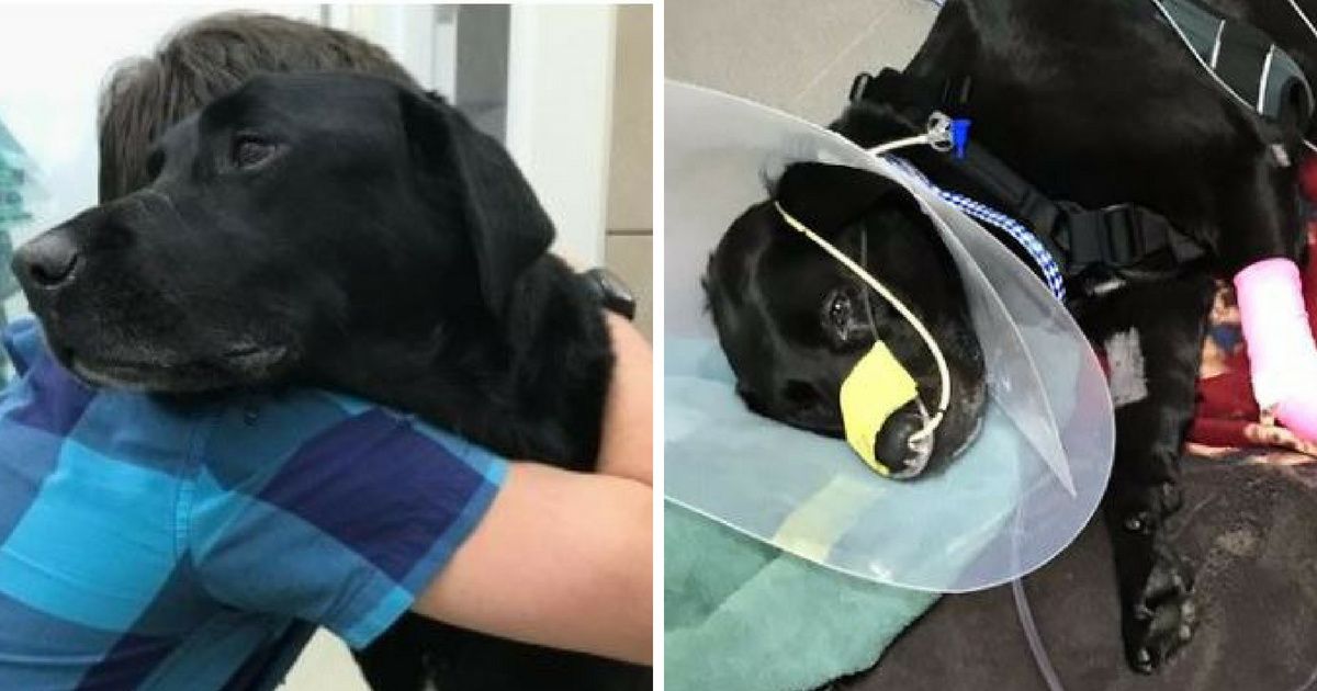 YouTuber's Beloved Service Dog Dies After Stay At Toronto PetSmart Pet Hotel ðŸ’”