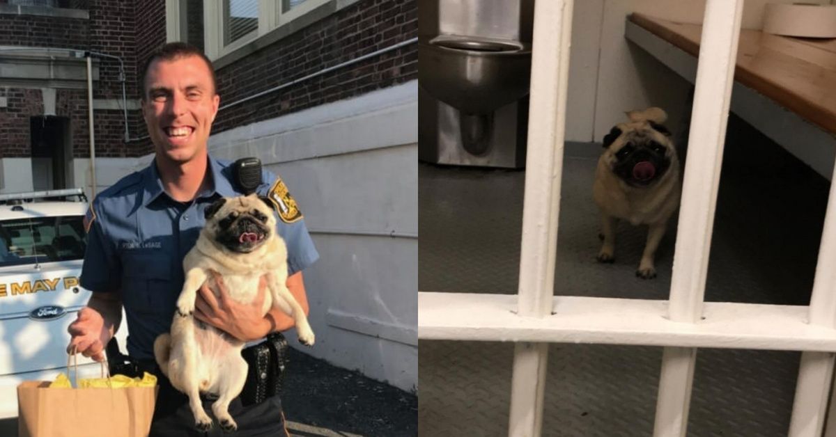 This Clearly Dangerous Pug Was Arrested In New Jerseyâ€”And It Even Got Its 'Pugshot' Taken ðŸ˜‚