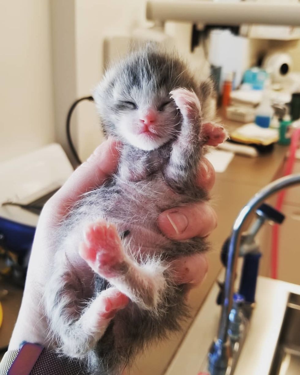 Kitten Who Had Rough Start, Fights to Live and Even Helps Tinier