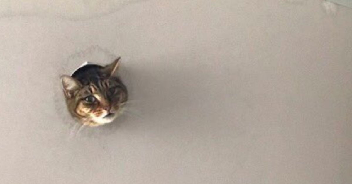 Viral Photo Of A Cat Who Lives In The Ceiling Harkens Back To One Of The OG Memes ðŸ˜¸