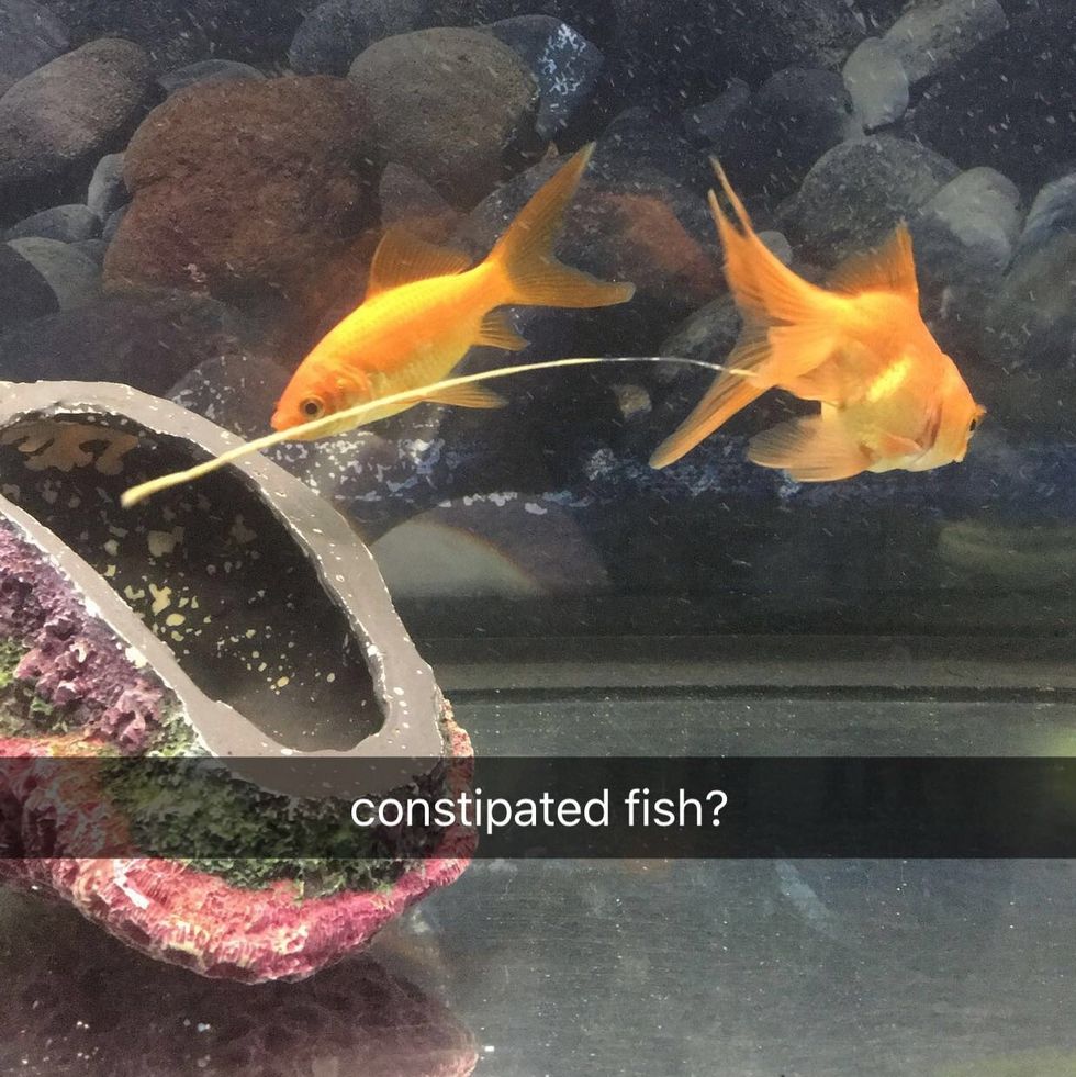 Reasons Why I Cannot Keep A Fish