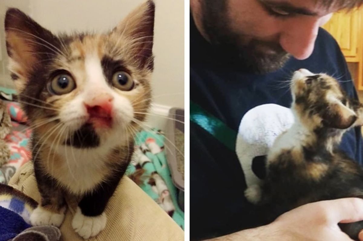 Calico Kitten Can't Grow But a Couple Changes Her Life Forever