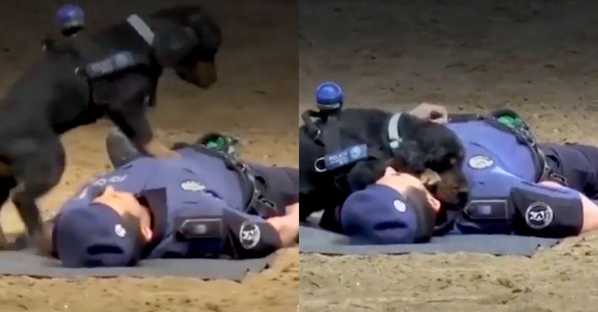 Dog 'Performs' CPR On His Human In Viral Video—But Appearances Can Be Deceiving