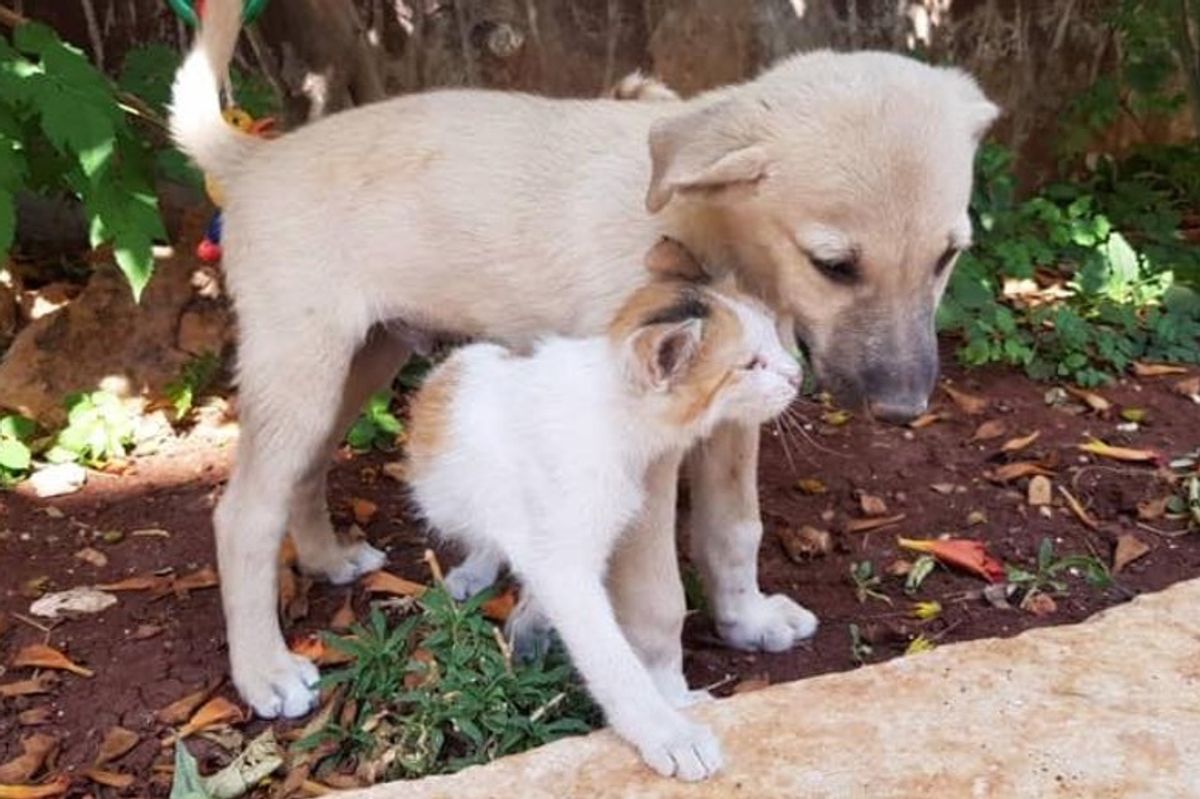 Kittens at Sanctuary Give Puppy Snuggles and Comfort After He Was Rescued from Barrel of Diesel