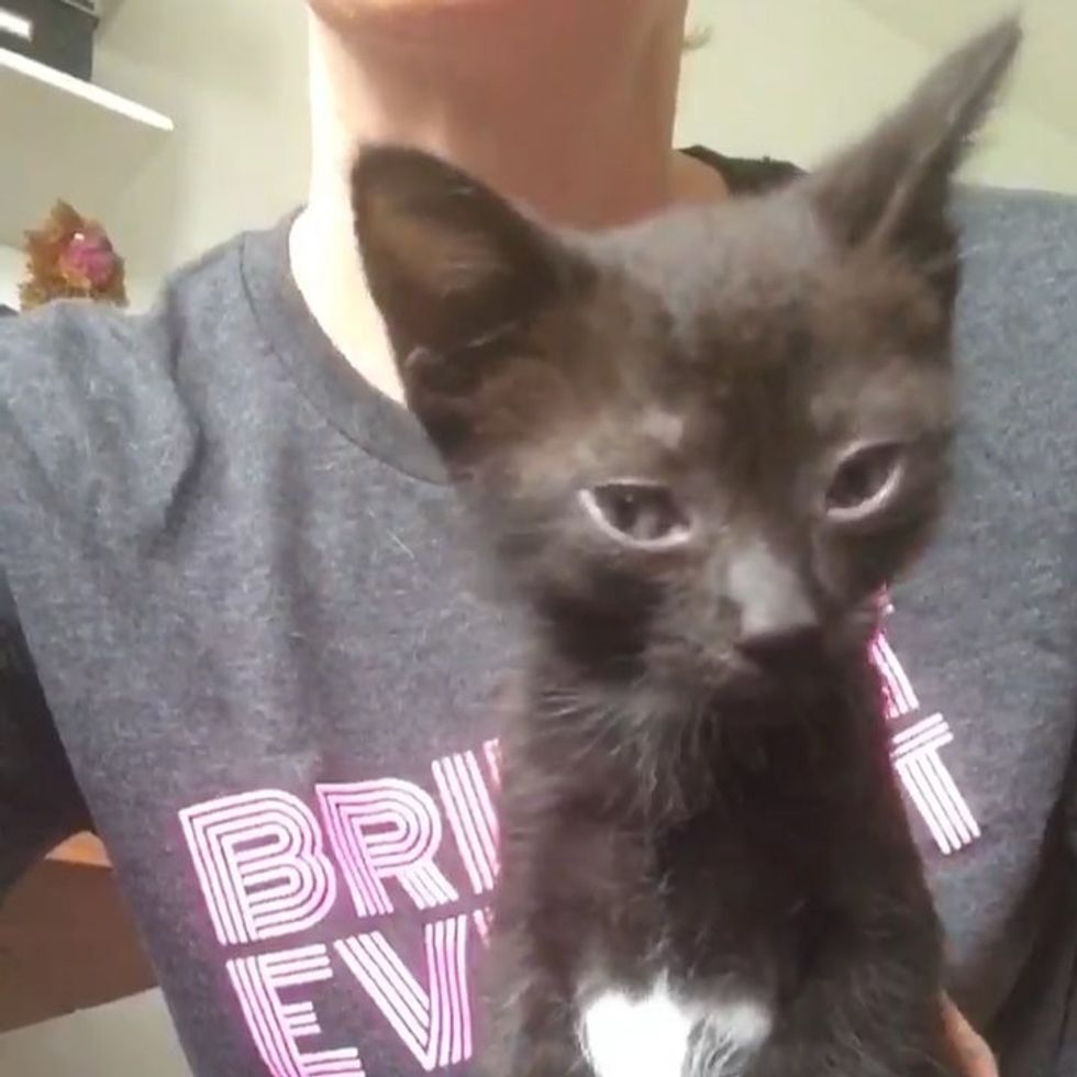 Kitten Found with Eyes Crusted Shut Gets Help to See Again Love Meow