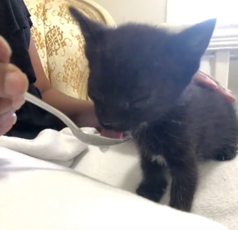 Kitten Found with Eyes Crusted Shut Gets Help to See Again Love Meow