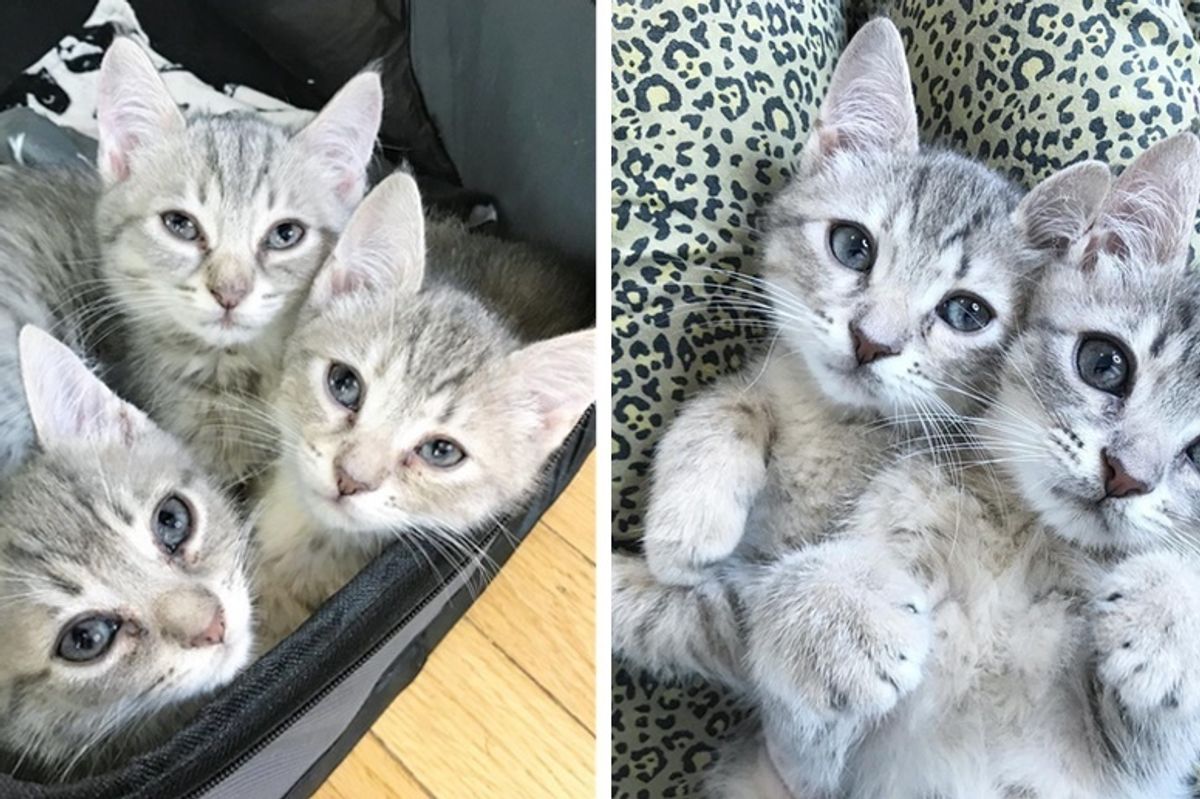 Woman Sees a Sign on Road About These Kittens, She Stops Her Car and Rushes to Their Rescue