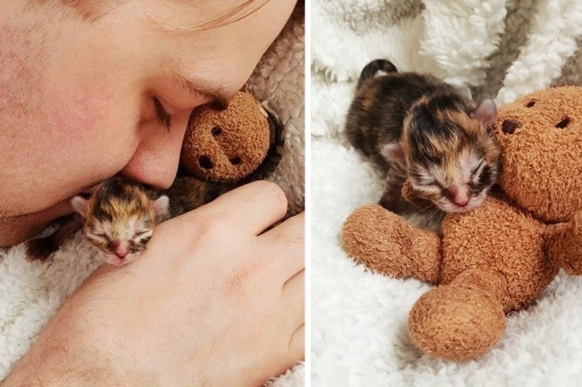 Preemie Kitten Rejected by Cat Mom, Finds Love in Family that Saves Her Life