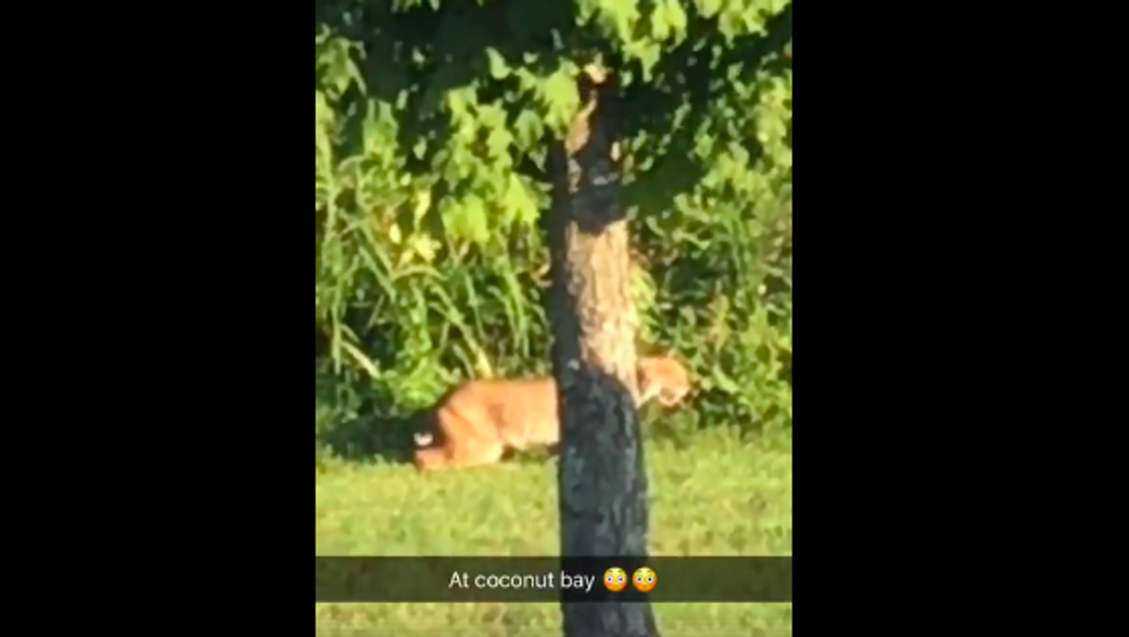 A bobcat took a stroll right near a Tennessee restaurant