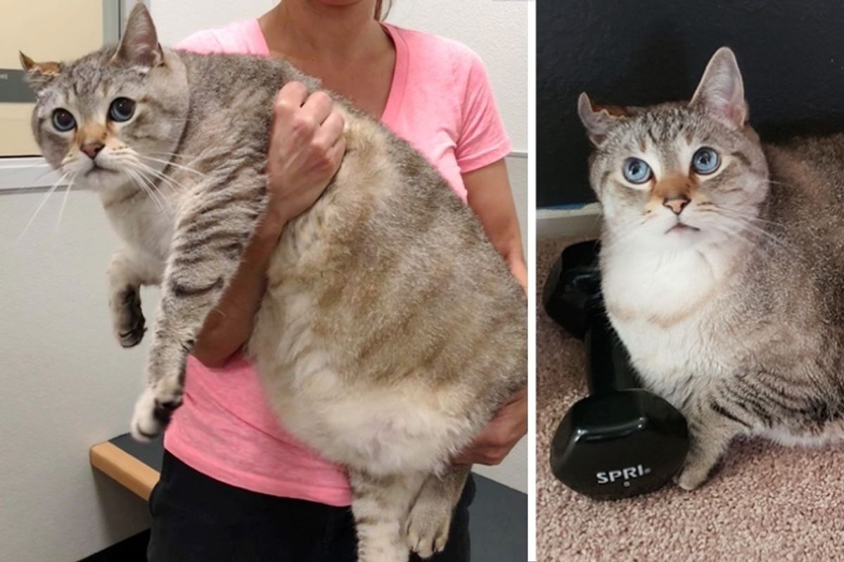 27-pound Cat Who Was Left in Box Outside Shelter, Finds Someone He's Been Waiting for