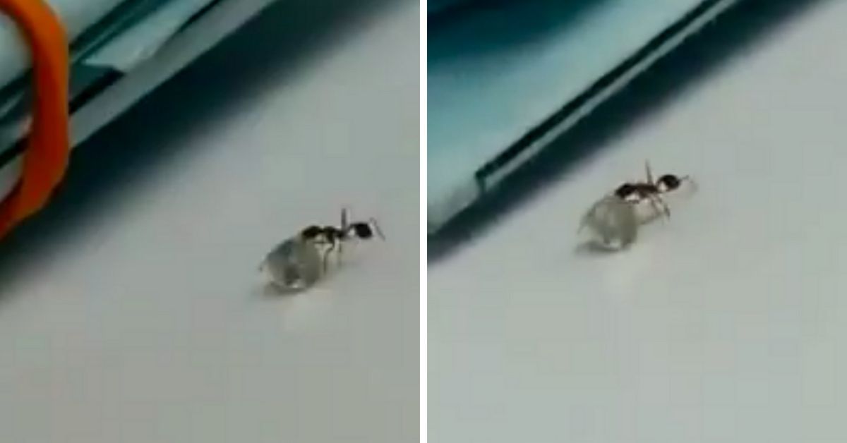 Sneaky Ant Thief Caught On Camera Trying To Make Off With A Diamond 🐜💎