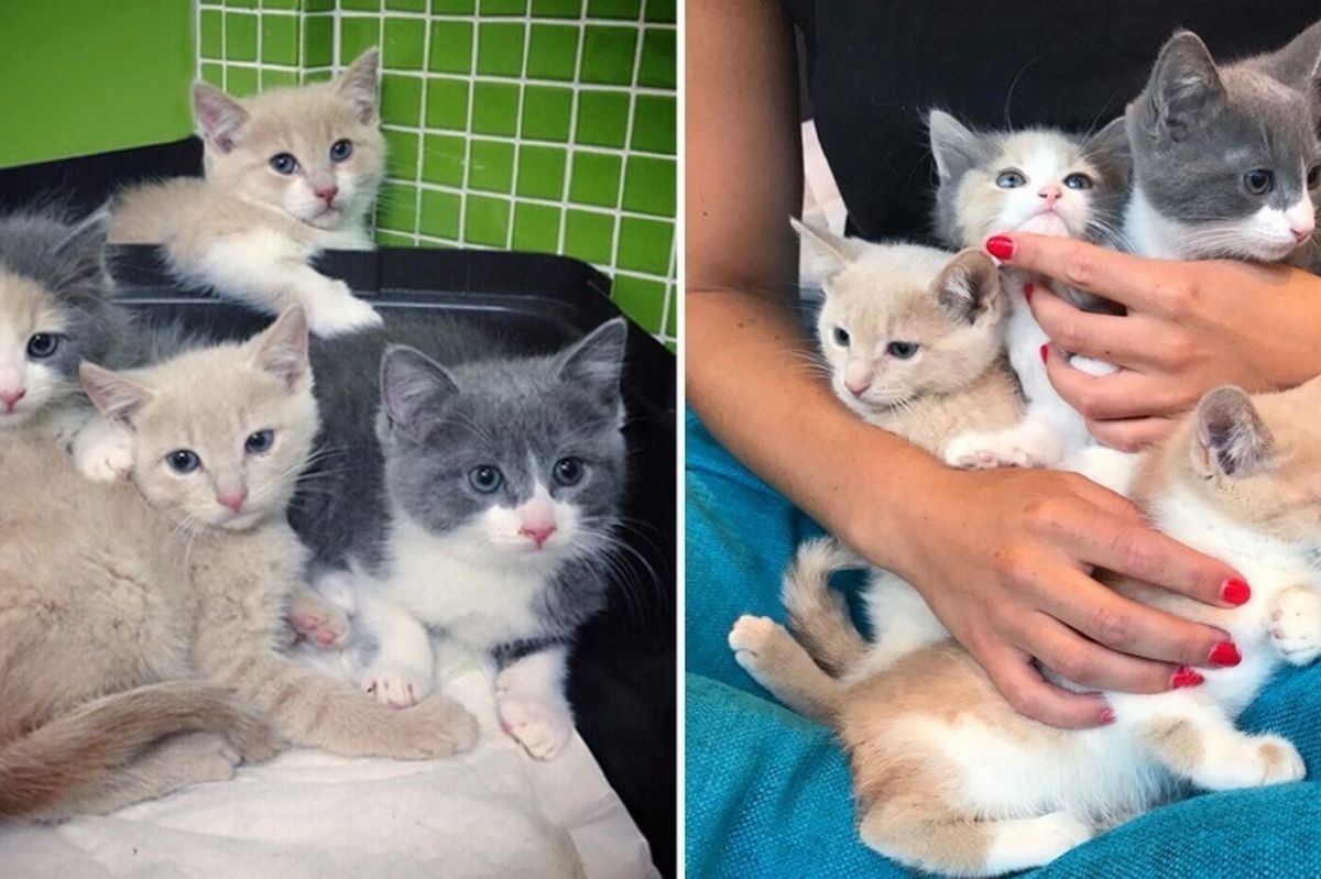 Kittens So Shy They Stay Huddled Up Together Until Woman Helps Them Trust With Group Hugs