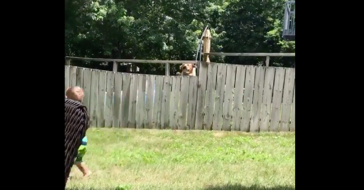 This Video Of A Toddler And His Dog Playing Fetch Over A Fence Is The Most Adorable Thing You'll See All Day