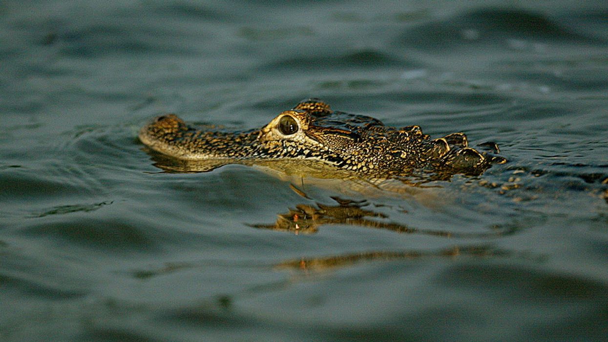 South Florida has an alligator problem that they really need to fix
