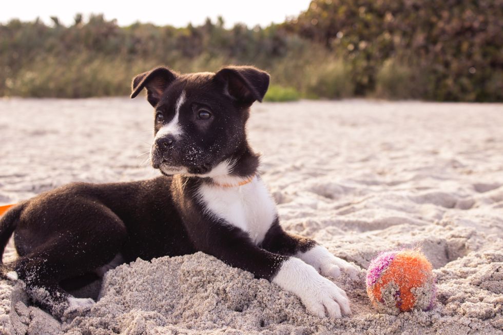 Dog on the beach, next to ball