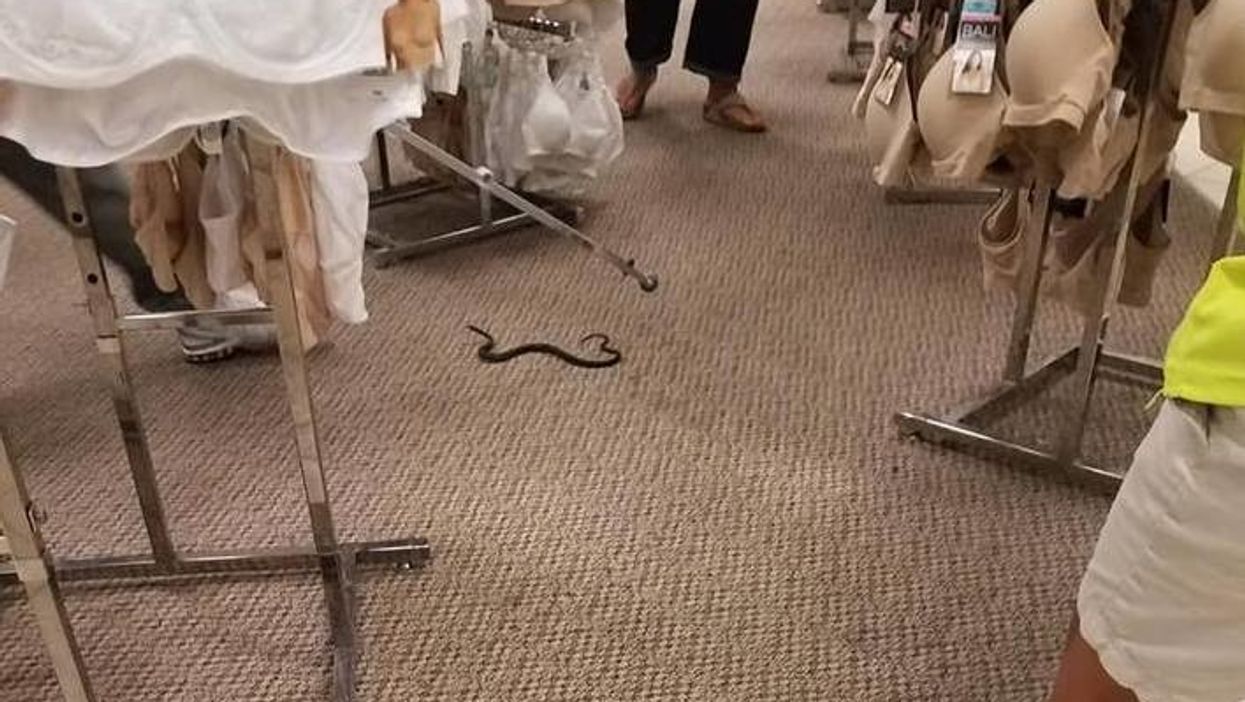 A snake was found hiding in a Mississippi department store's lingerie section