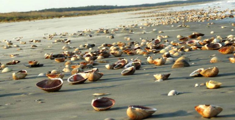 The south's best beaches for seashells It's a Southern Thing