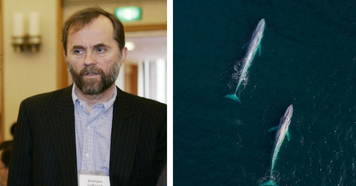 Millionaire Brutally Kills Rare Blue Whale Hybridâ€”And Vows To Kill 150 More This Summer Alone ðŸ˜¡