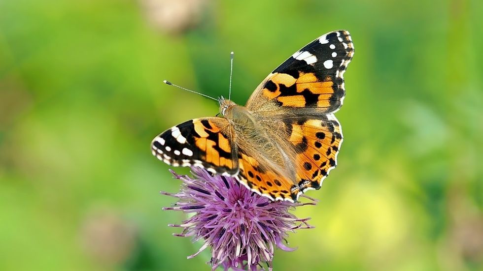 https://pixabay.com/en/vanessa-cardui-butterfly-edelfalter-1568926/