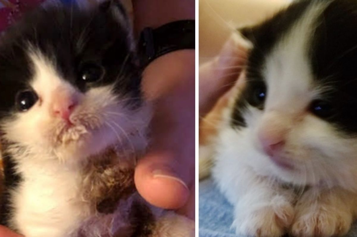 Kitten Brothers Found Abandoned in a Bush - One of Them Clings to Rescuer and Won't Let Go