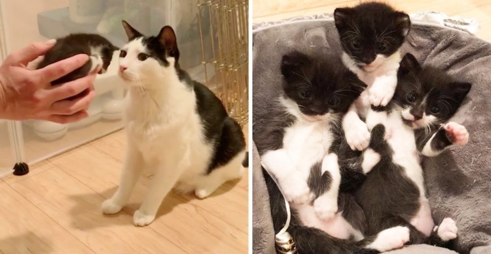 Cat Mama Finds Safe Home and Gets Help from Another Cat to Raise Her