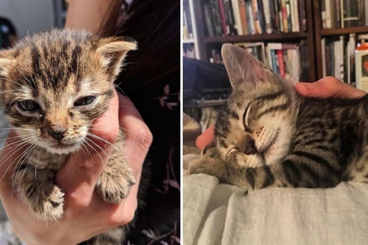 Kitten Who Couldn't Grow, Finds Someone She Loves and Won't Let Go