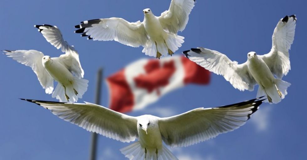31 Things Americans Should Know About Canada. Seriously.