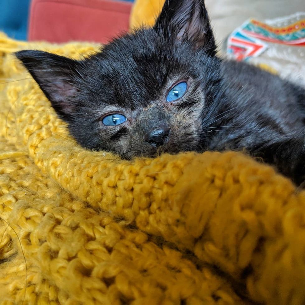 Orphaned Kitten Brought Back from the Brink, Grows Her Lost Fur Back in ...