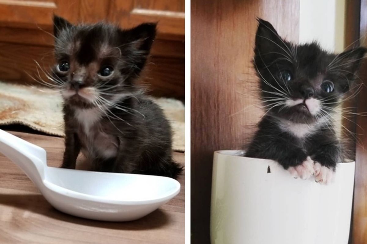Rescued Kitten Size of a Spoon is Determined to Grow Big and Strong