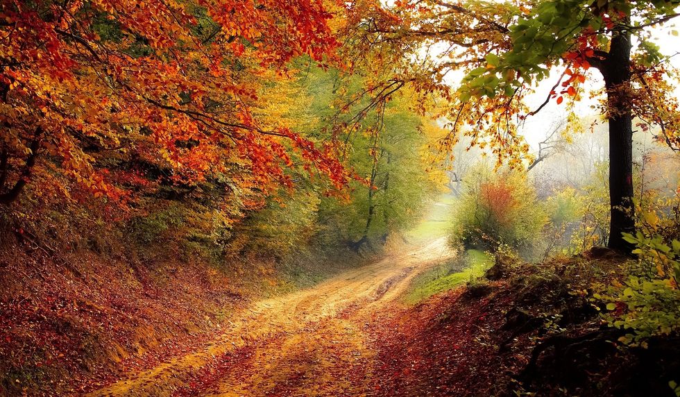 https://pixabay.com/en/road-forest-season-autumn-fall-1072823/