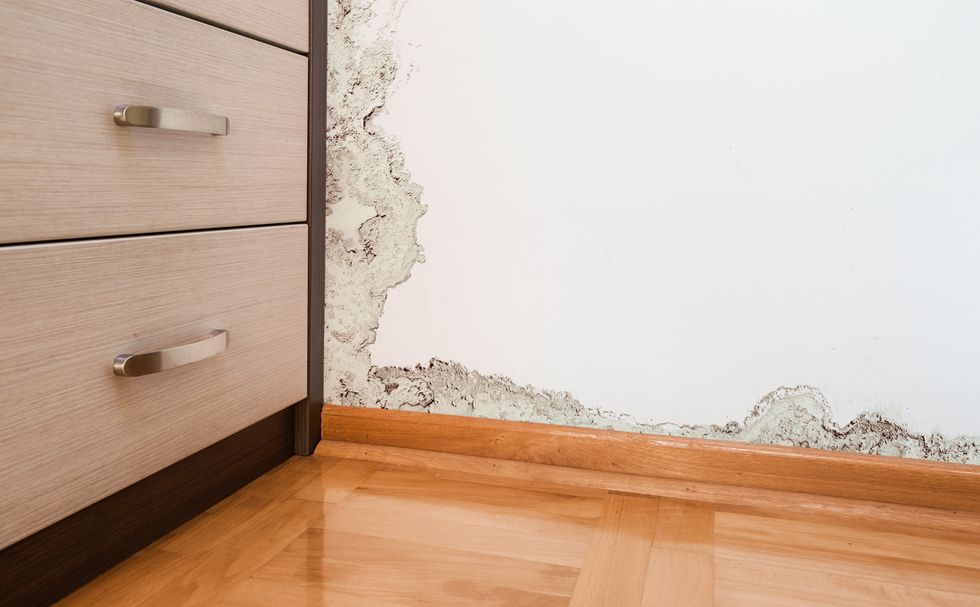 How Freaked Out Should You Be By The Mold In Your Apartment?
