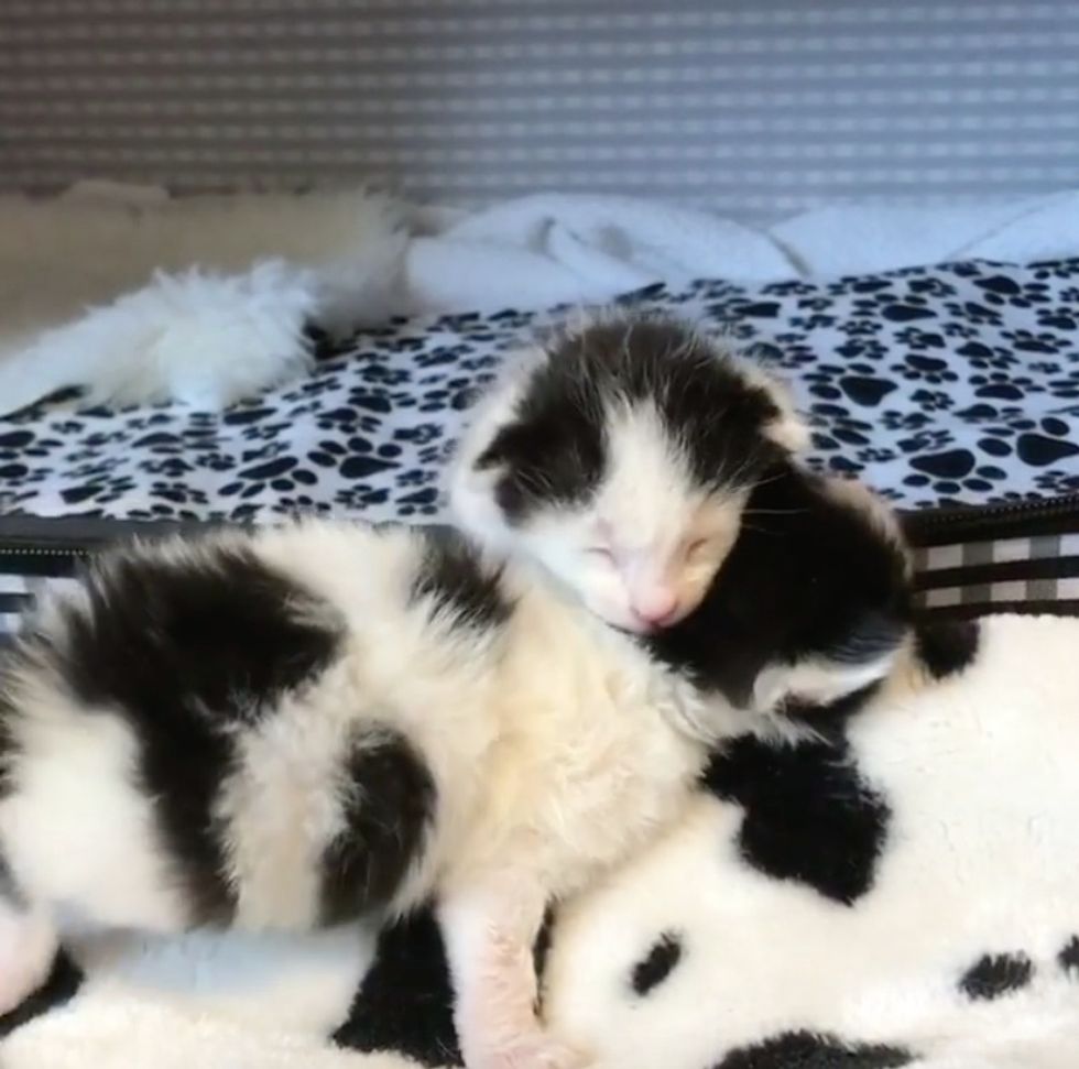 Kittens Rejected By Cat Mom Finds Someone They Love And Won't Let Go 