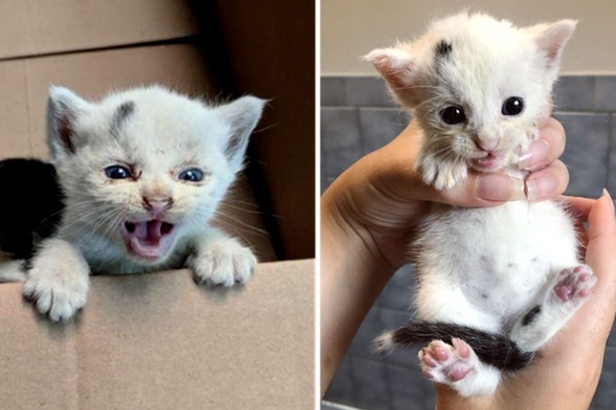 Kittens Found Crying on Loading Dock, Get Much-needed Help and Comfort