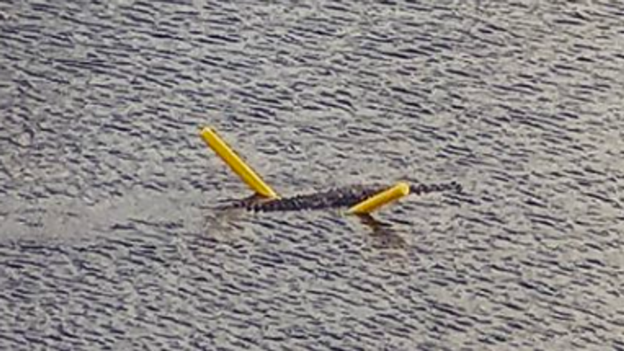 Crocodile swims on pool noodle in Florida Keys
