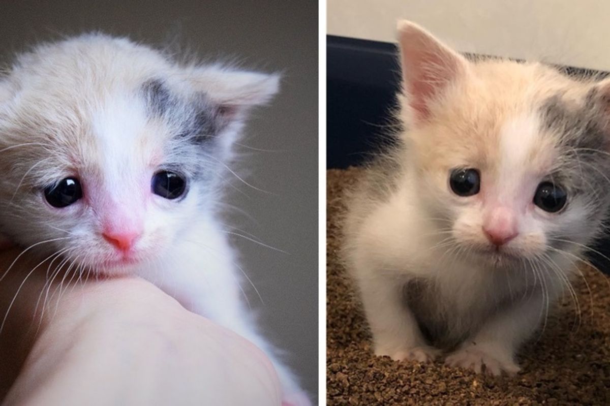 Orphaned Kitten With Worried Eyes Finds Happiness When Woman Saves Her from Shelter