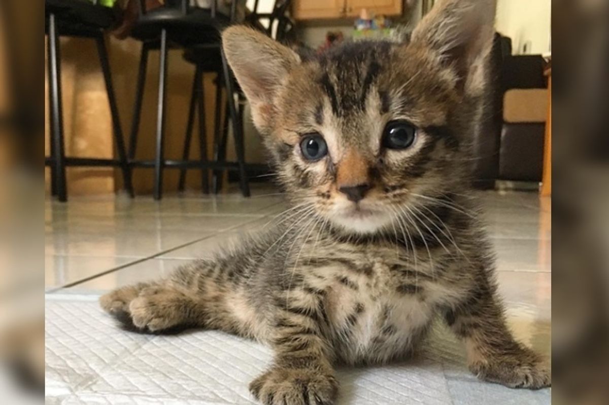 Rescuers Were Told to Give Up on Kitten Because He Would Never Walk But