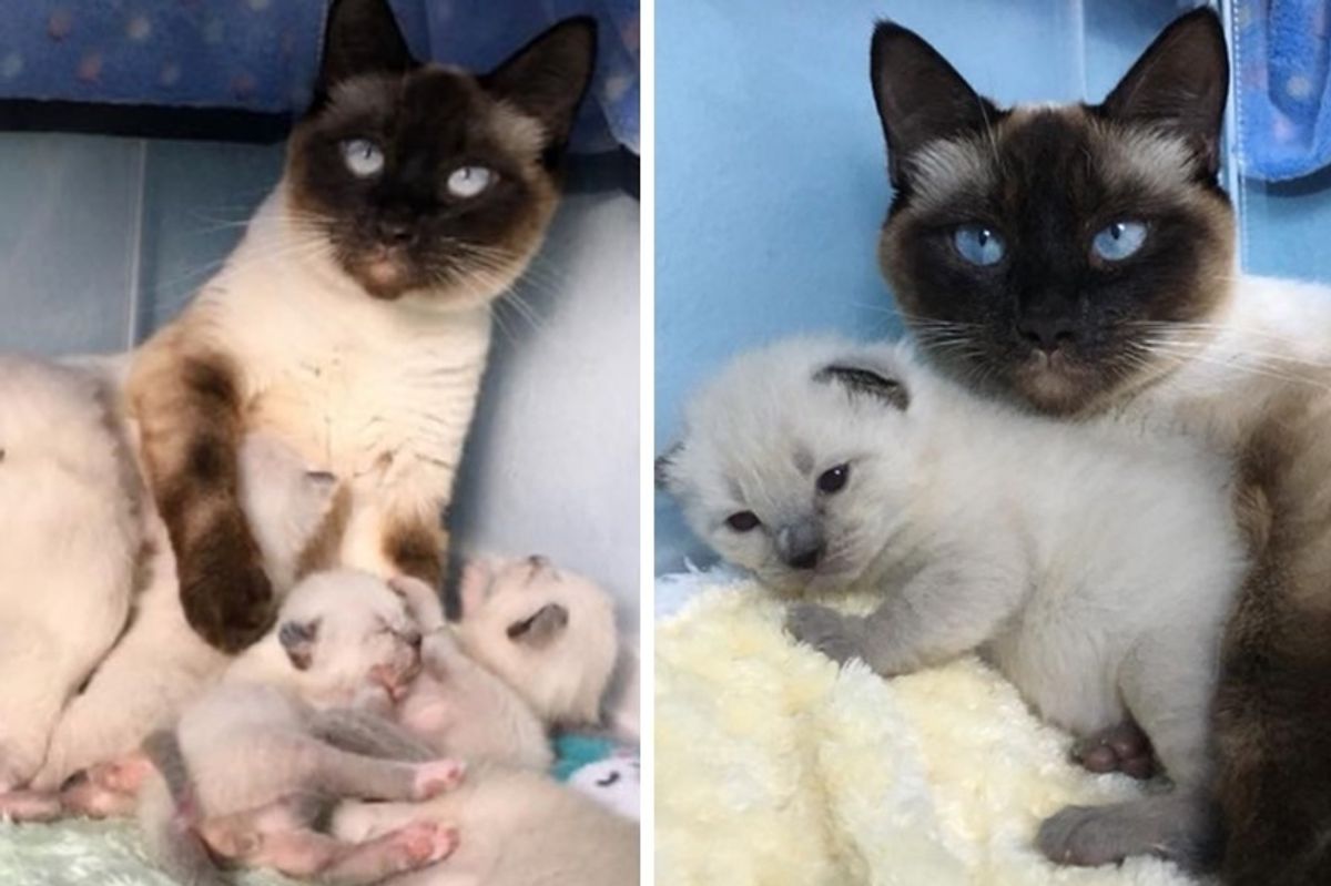 Stray Cat Gets a Safe Home to Raise Her 6 Kittens, She Won't Leave Their Side